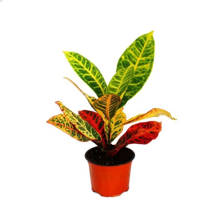 Exotenherz - arbuste merveilleux - Codiaeum Petra - 1 plante