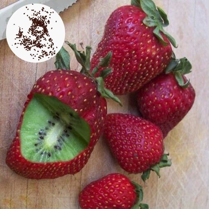 300 pièces-sac grainent de kiwi fraise douce vivace légère facile à cultiver les graines de plantes pour couloir.