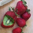 300 pièces-sac grainent de kiwi fraise douce vivace légère facile à cultiver les graines de plantes pour couloir.-2