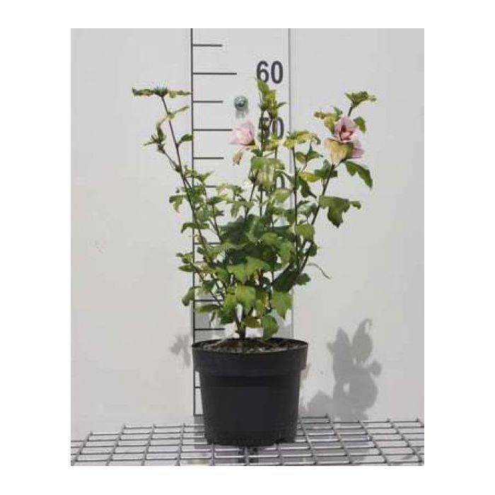 Hibiscus syr. Hamabo - Althéa Hamabo Ketmie De Syrie 40- 60 cm en pot