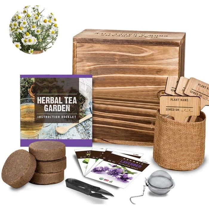 Kit De Démarrage De Graines De Bonsaï, Mini Kit De Démarrage De Jardin