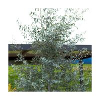 Eucalyptus gunnii Silverana® - Bellevue Distribution - Pot de 5L - Feuillage bleu-gris étroit et élégant