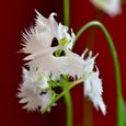 50pcs Graines d’orchidées aigrettes 1-3