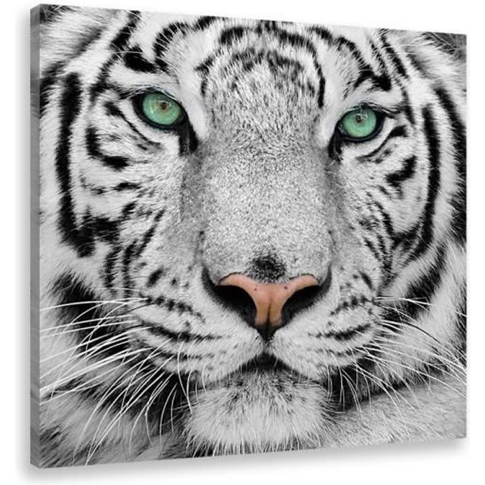 HXA DECO - Impression sur Toile, Decoration Murale Tableau Tableau Mural, Tableau Animaux Tigre Blanc du Bengale - 50x50 cm
