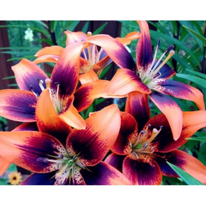 50pcs belle couleur mélangée Graines de fleur de Lys Maison Jardin plante  ornement - Cdiscount Jardin