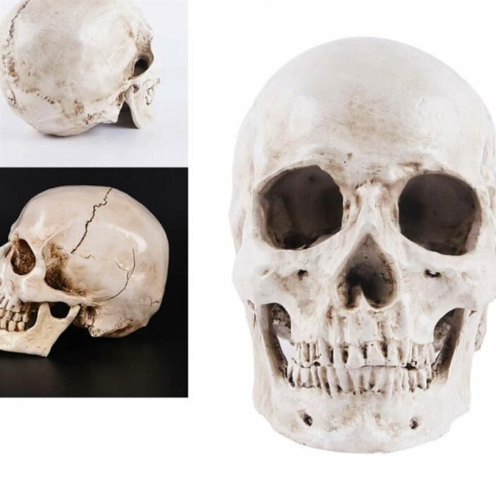 Modèle de crâne d'halloween de modèle anatomique humain Simulation résine modèle de crâne humain traçage anatomique médical