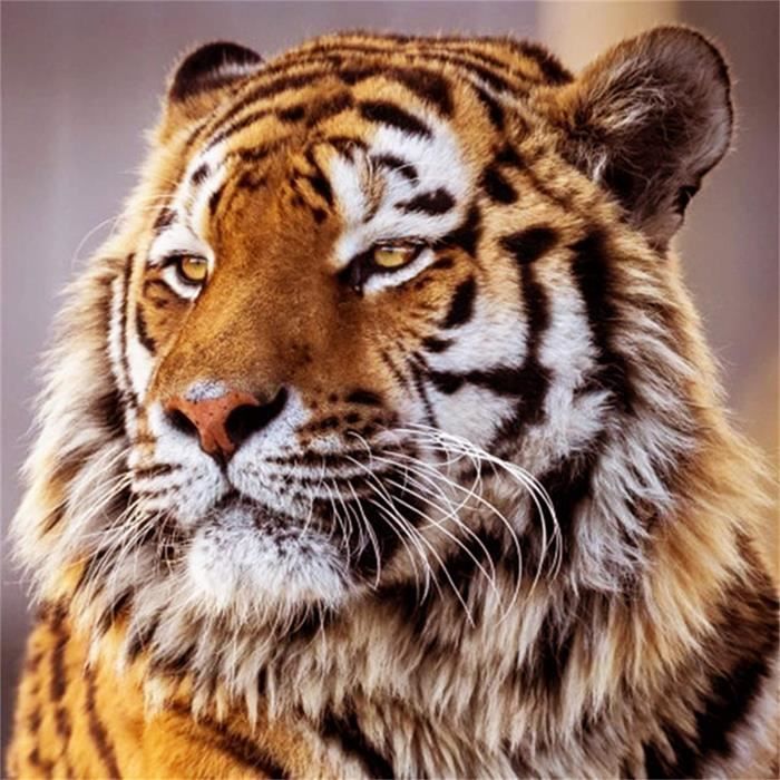 DCIDBEI 40x50CM Diamant Peinture DJ Bouledogue,DIY Rond Diamond