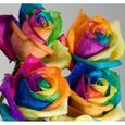 200 pièces - sac graines de rose arc-en-ciel non-OGM aromatique annuel jardinage à domicile semis de fleurs pour balcon-1