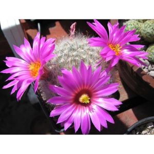 Lot De 10 Graines De Cactus Avec Fleur Rose Avec Coeur Blanc Mammillaria Guelzowiana