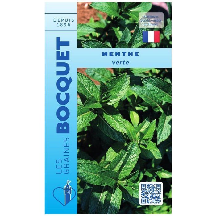 Graine - Semence - Menthe verte