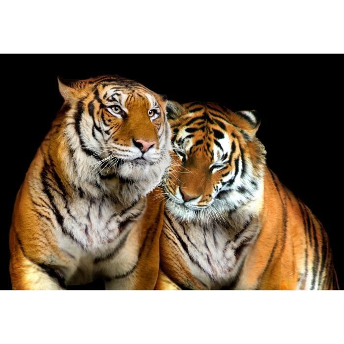 Poster xxl Tigre sauvage