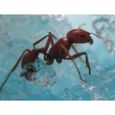Antworks : Vivarium pour fourmi à led milieu évolutif à éclairage science jeu-2