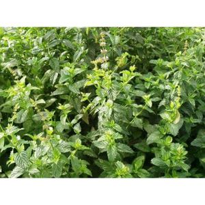 1000 Semi Di Menta Piperita - Pianta Aromatica Facile Da Coltivare - Maxi Formato - Foto 3