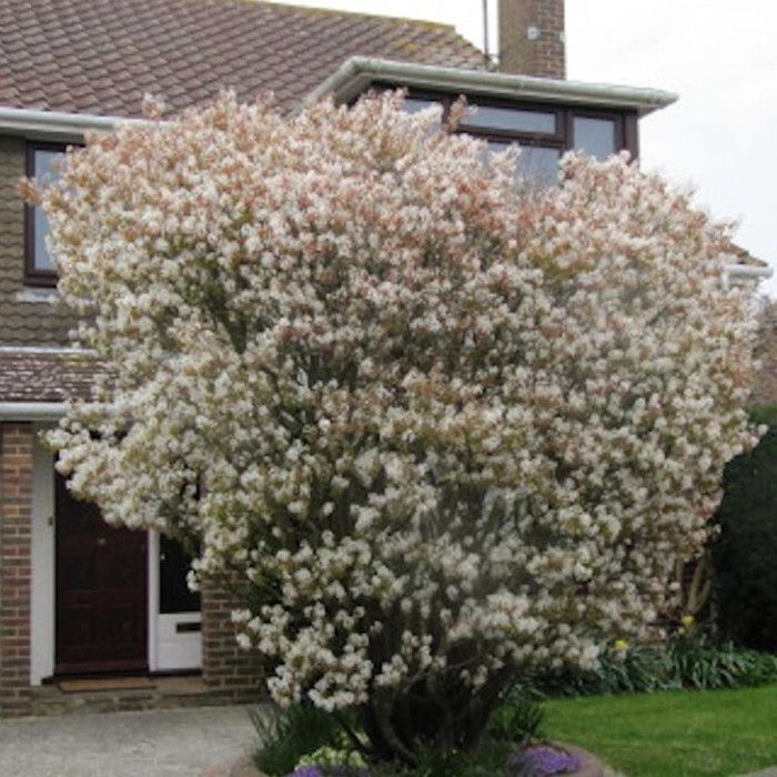 Amélanchier à feuilles d'aulne SmokeyPot de 3L 20/40 cmBELLEVUE