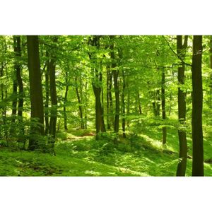 Téléchargement gratuit Images Papier Peint Foret Achat Vente Pas Cher le plus cool salutations