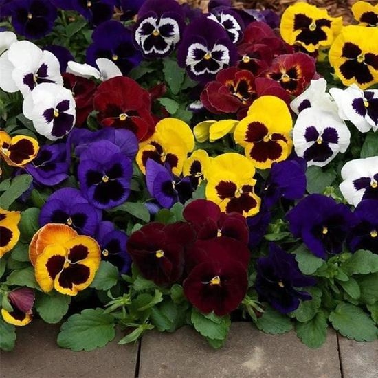 300 Lisianthus Samen Mischung - Bunte Blumen Für Garten & Balkon