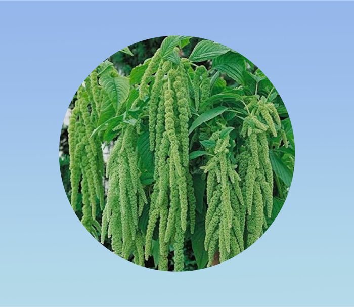 Graines Amarante Crête De Coq – 0,5 G (environ 550 Graines) – Celosia Argentea Cristata – Pour Jardin - 5