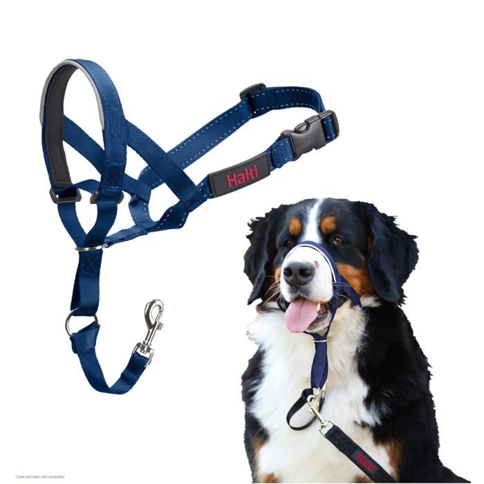 Licol anti-traction pour chien - Halti - Taille 4 - Bleu Cobalt - Néoprène - Muserolle rembourrée