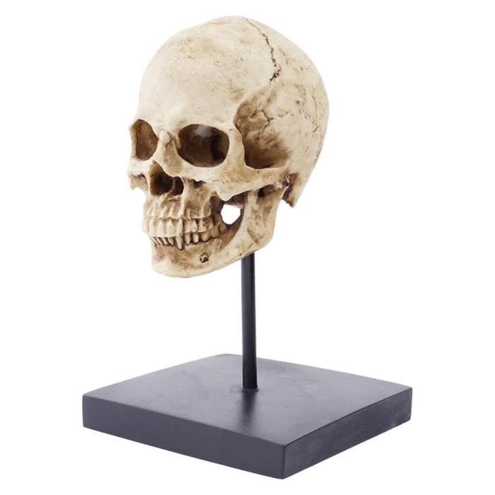 Crâne humain Modèle pour Anatomie Vie Taille Réplique Résine Anatomique  Traçage Enseignement Squelette Halloween Décoration - Cdiscount Maison
