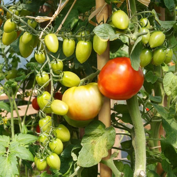 Tuteurs à Tomates Relaxdays - Lot De 6 - Métal Vert 40cm - Pour Jardin, Anneau Support