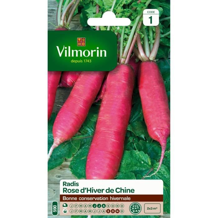 VILMORIN Radis rose d'hiver de Chine