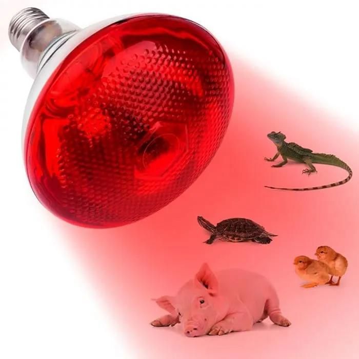 Ampoule infrarouge 250W E27 pour poules chiens cochons et animaux CHAUFFAGE 3CQINGSHOP
