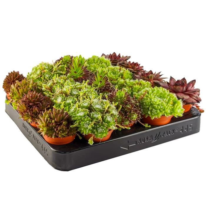 Terreau Cactus 10 Plantes Succulentes Sempervivum (Poule Et Poussins) - Mélange De Variétés Pour Jardin Ou Intérieur Plantes Résistantes Sécheresse Terreau Cactus 10 Plantes Succulentes Sempervivum (Poule Et Poussins) - Mélange De Variétés Pour Jardin Ou Intérieur Plantes Résistantes Sécheresse