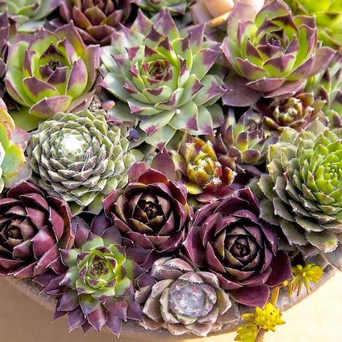 Lot De 20 Succulentes En Pot - Plantes D'intérieur | Pour Maison Et Bureau | Cadeau Idéal