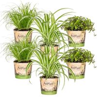 6x Pet Friendly Mix - Cyperus - Chlorophytum - Callisia - Plante d'intérieur – D12 cm - H15-25 cm