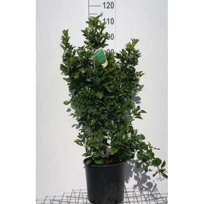 Euonymus japonicus Fusain Du Japon 60 80 cm en pot