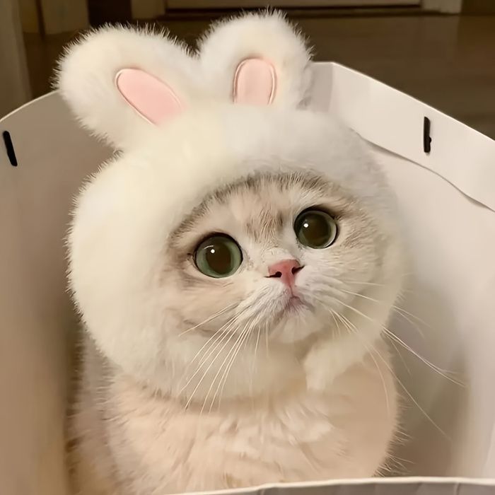 Chapeau pour chat élégant et adorable — Matière en peluche