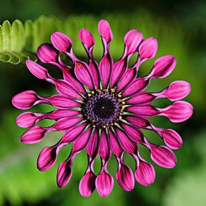 Plantes Aromatiques, Médicinales, Condimentaires - Herbes Et Simples En