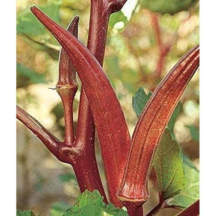 Graines De Gombo (Okra) – 75 Graines – Variété Thaïlandaise – Croissance Rapide – Pour Potager, Balcon – Légume Tropical