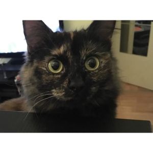 DÉGUISEMENT - PANOPLIE AMSCAN Combinaison Féline