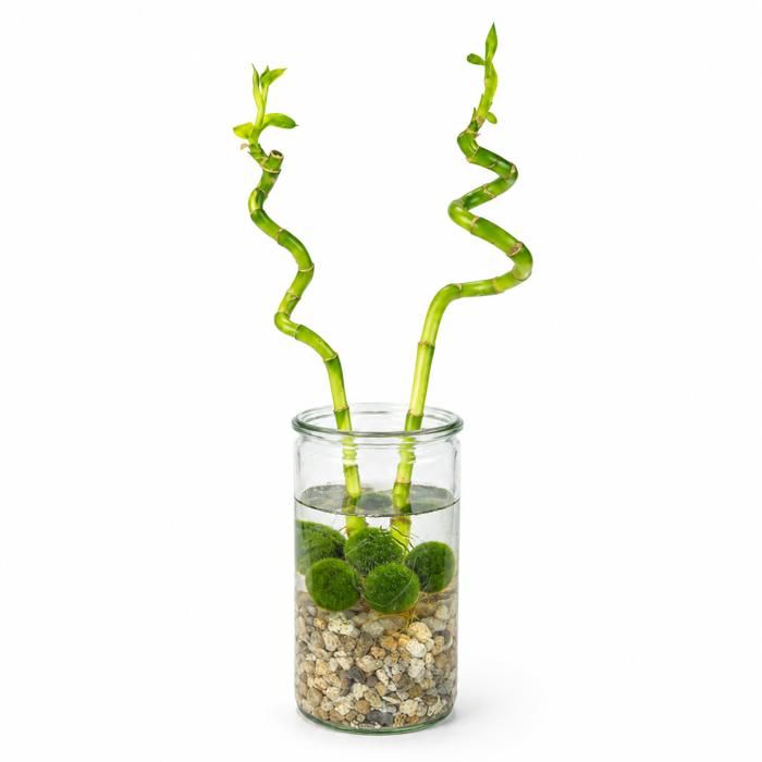 Lot de 2 Lucky Bamboo - Verre galets 5 Marimo  40 cm - Dracaena Sanderiana
