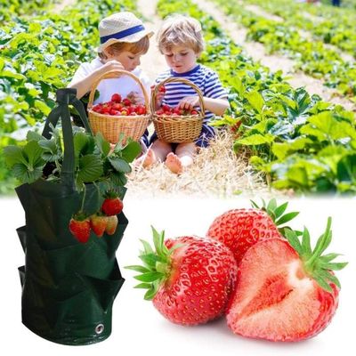 Jardin Fraise Pe Suspendus Grandir Sac De Plantation Plante Racine