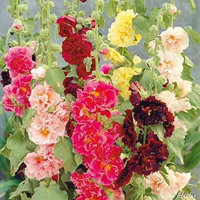 Meilleurs prix pour Rose trémière 'Mélange' Assortiment de graines de fleurs vivaces Assortiment de roses trémières trémières (10pcs)