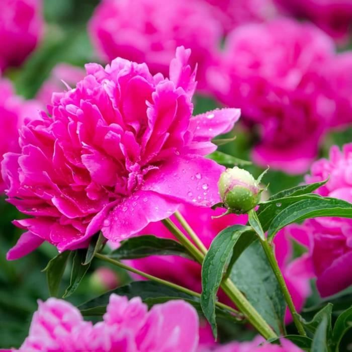 HOLDN' STORAGE Organisateurs D' Coulissants - Tiroirs Coulissants De 12,7 Cm De Haut Pour S De