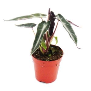 PLANTE POUSSÉE Mini-Plant - Alocasia - Feuille de Flèche - Idéal pour les petits bols et verres - Baby-Plant dans un pot de 5,5 cm