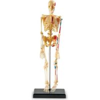 Modèle de squelette - LEARNING RESOURCES - Anglais - Pour enfant de 8 ans et plus