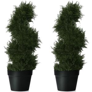 Arbre Buis Achat Vente Pas Cher