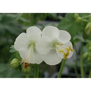 PLANTE POUSSÉE Plante Vivace à Fleurs - Geranium macr. 'White Ness' - bec de grue en pot de 9 x 9 cm