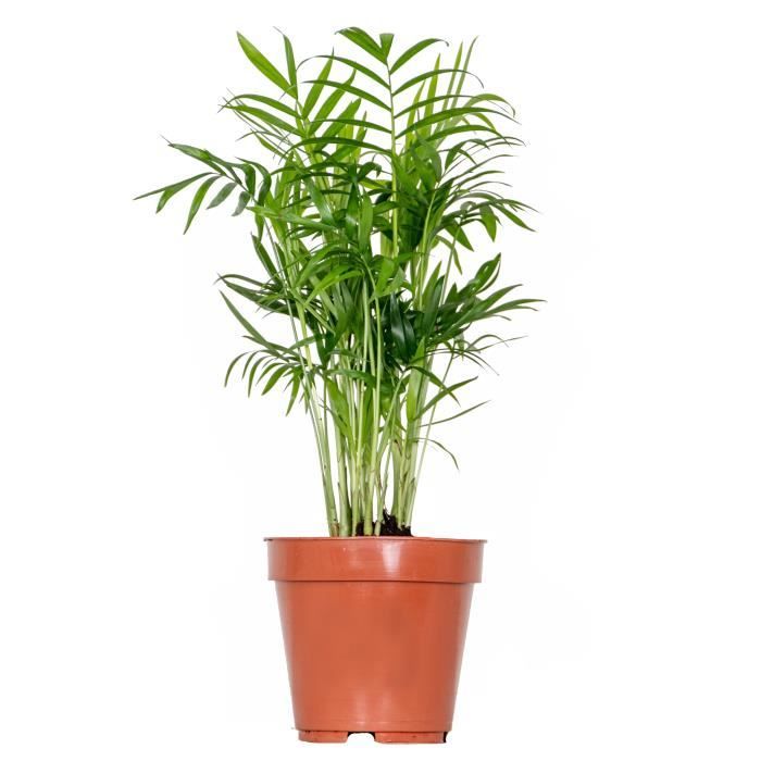 Chamaedorea Elegans - Palmier D'intérieur - ↕ 70-80 Cm - ⌀ 17 Cm - Purificateur D'air