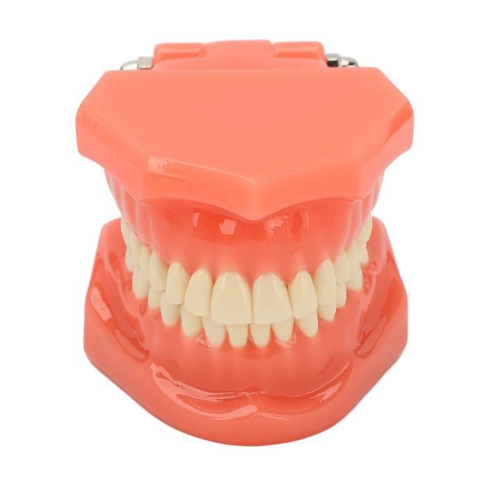 Modèle Dentaire Typodont D'Enseignement Avec Attaches (Braces) - Pour Étude Et Démonstration - Neuf