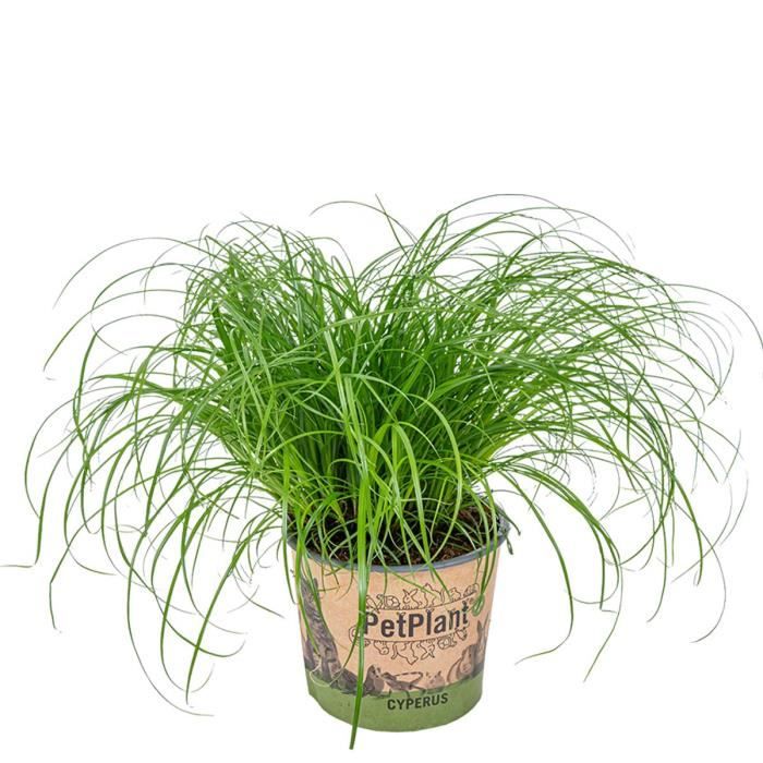 Cyperus alternifolius 'Zumula' - Herbe à chat - Animaux acceptés – D12 cm - H20-25 cm