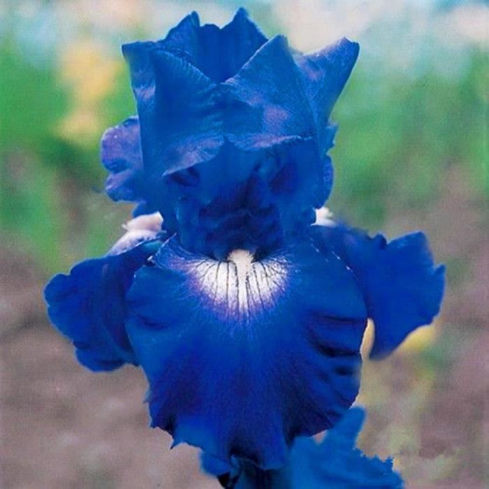 50 Pièces Iris Seeds Graine Vivace Rare Pour La Plantation Fleur De Jardin à La Maison Facile à Entretenir Convient Aux Débutants Apporte Un Sentiment D'accomplissement 