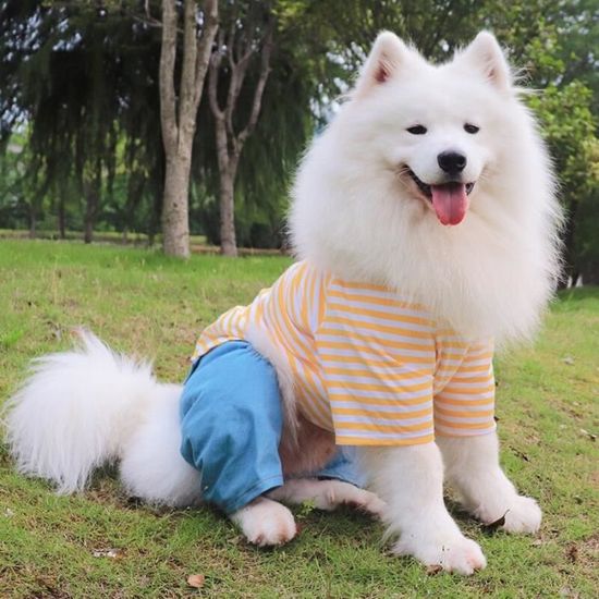 Pyjama pour grand chien 2025