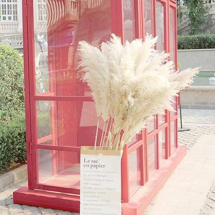 Fleurs séchées White 120cm Grands Pampas Grass 10 tiges, herbe de pampa séchée naturelle pour arrangements de fleu20