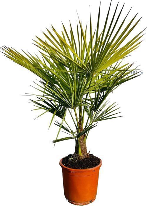 Sunny Tree - Arbre de Palmier - Trachycarpus Fortunei - Palmier Chinois - 120-140 cm - Palmier Chanvre - Résistant jusquà -18°C