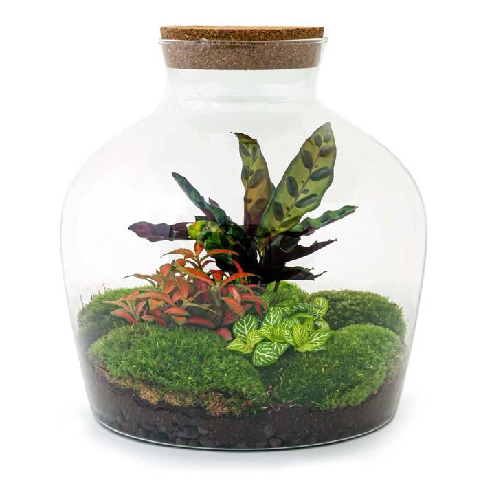 Comparer les prix de Jardin en bouteille Fat Joe - rouge - Bricolage - Terrarium pour plantes - hauteur 30cm